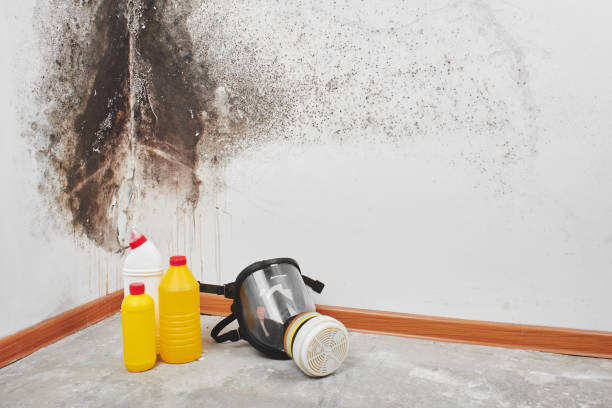 Best Mold Removal Process  in Reidland, KY