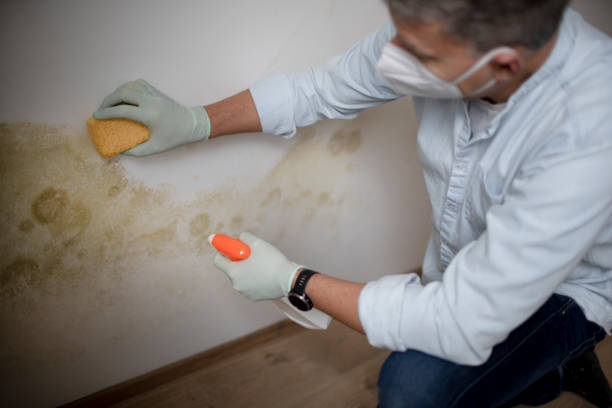Best Home Mold Removal  in Reidland, KY