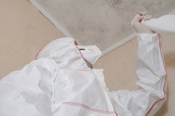 Best Black Mold Removal  in Reidland, KY