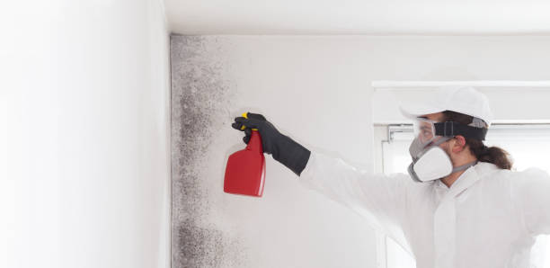 Best Mold Testing and Removal  in Reidland, KY