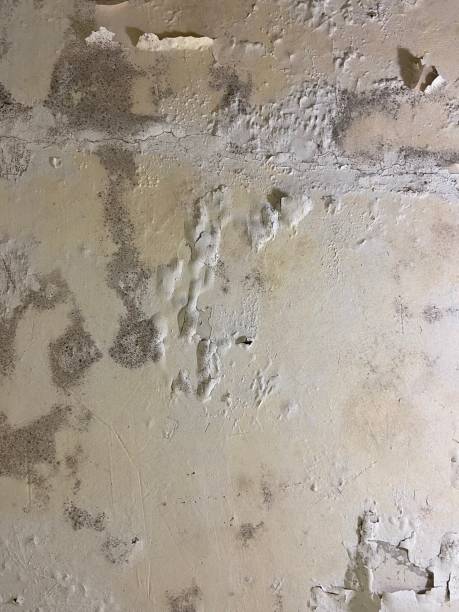 Best Attic Mold Removal  in Reidland, KY