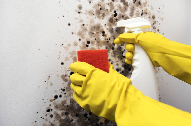 Best Commercial Mold Removal  in Reidland, KY