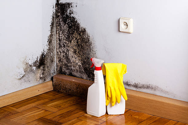 Mold Testing and Removal in Reidland, KY