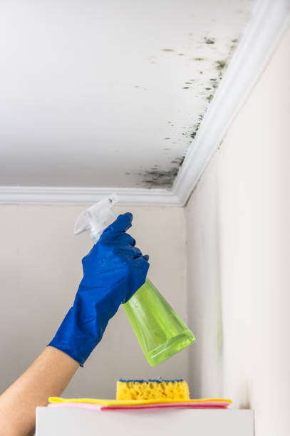 Best Mold Testing  in Reidland, KY