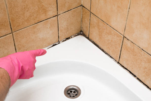 Best Crawl Space Mold Removal  in Reidland, KY